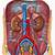 Anatomy Of The Abdomen Kidney