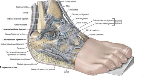 Ankle Anatomy Sport Med School