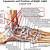 Anatomy Of The Ankle Tendons And Ligaments