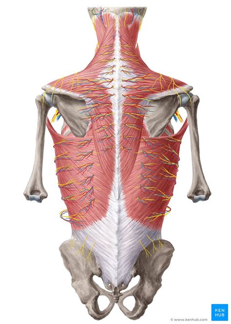 Male muscle anatomy of the human back — posterior, myology