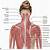 Anatomy Of The Back Of The Neck