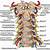Anatomy Of The Cervical Spine