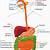 Anatomy Of The Digestive System