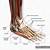 Anatomy Of The Foot