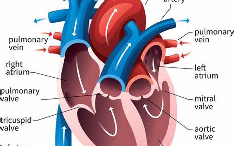 Anatomy Of The Heart