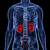 Anatomy Of The Human Body Kidney