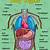 Anatomy Of The Human Body Organs