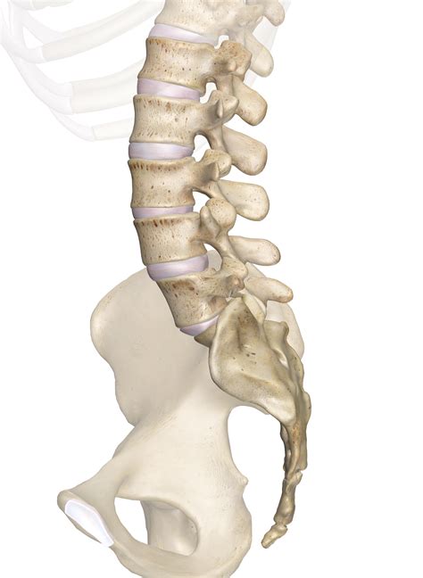 Figure 11.5 from Anatomy of the lumbar spine. Semantic