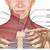 Anatomy Of The Neck Muscles