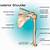 Anatomy Of The Shoulder Bones