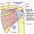 Anatomy Of The Shoulder Muscles Posterior