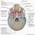 Anatomy Of The Skull Inferior