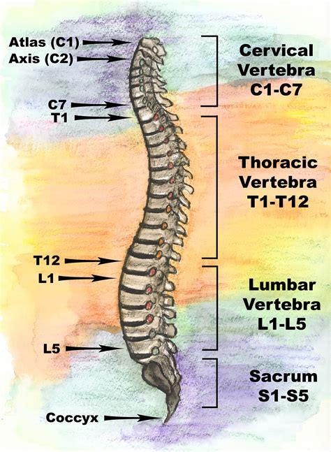 Human Spine Disorders Exam Room Anatomy Poster