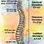 Anatomy Of The Spine