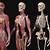 Anatomy Of Woman Body
