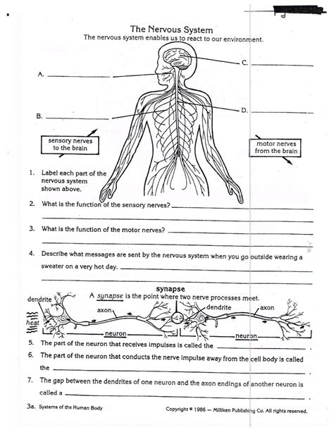 Anatomy And Physiology Printable Worksheets