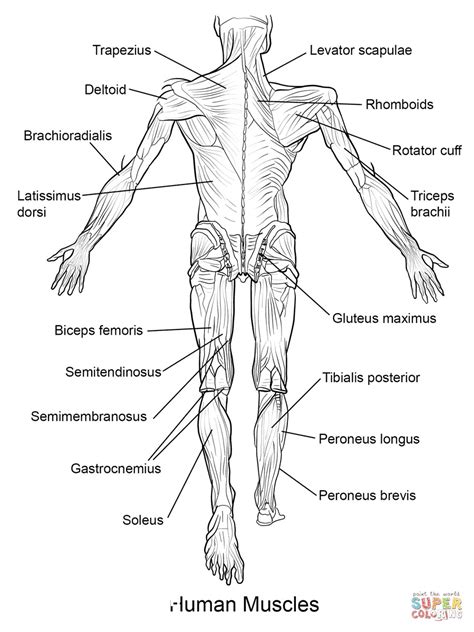 Anatomy Coloring Pages Free