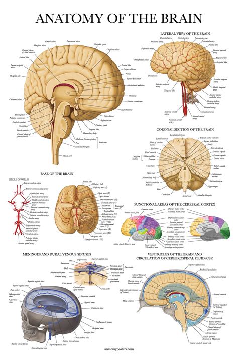 Anatomy Of The Brain Chart