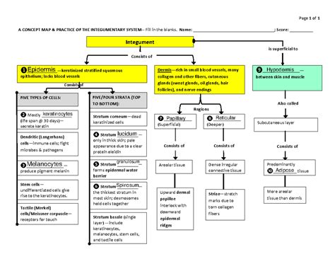 Diagram of human skin structure в 2020 г. Косметология