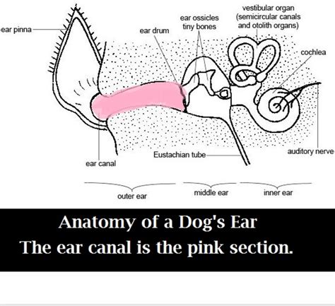 The Anatomy of a Dog's Ear