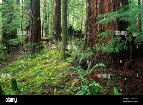 25 Avenue Of The Giants Map Online Map Around The World