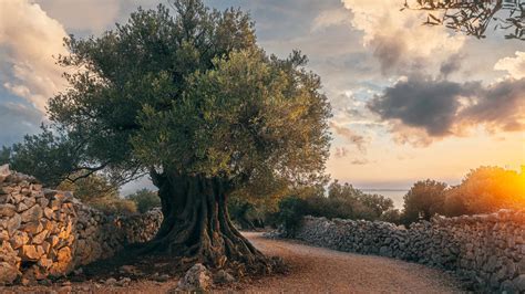 Ancient Olive Trees