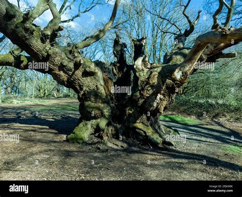 Ancient oak tree
