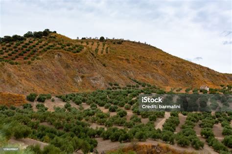 Andalusian Landscape