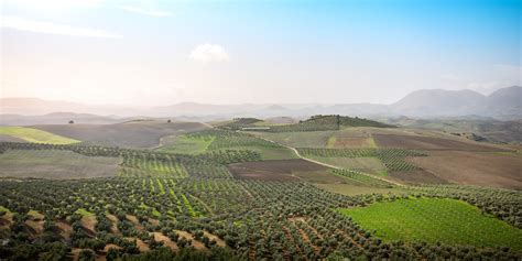 Andalusian Olive Groves