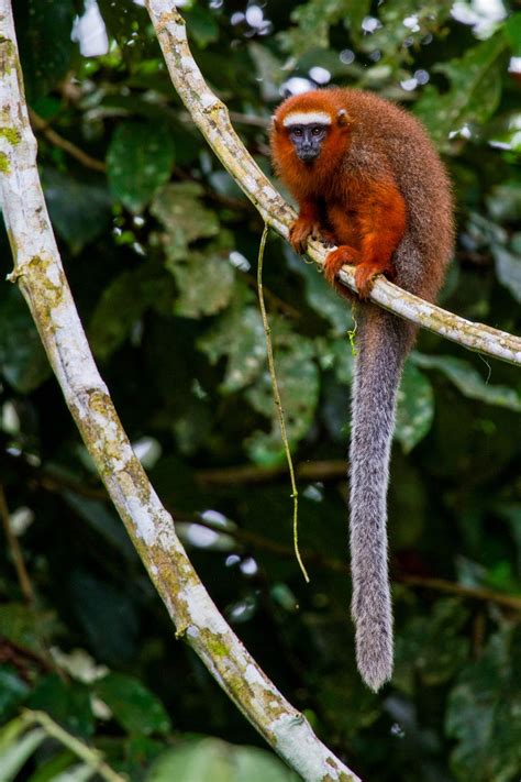Andean Adventure