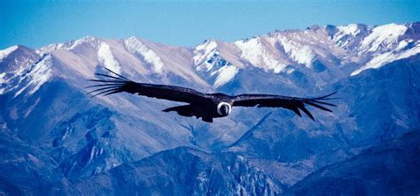 Andean Condor flying
