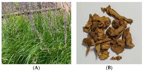 Anemarrhena Asphodeloides Root Extract: Unveiling Its Secret Skincare Powers!