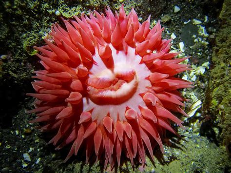Anemones