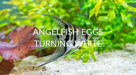 Angelfish And Betta
