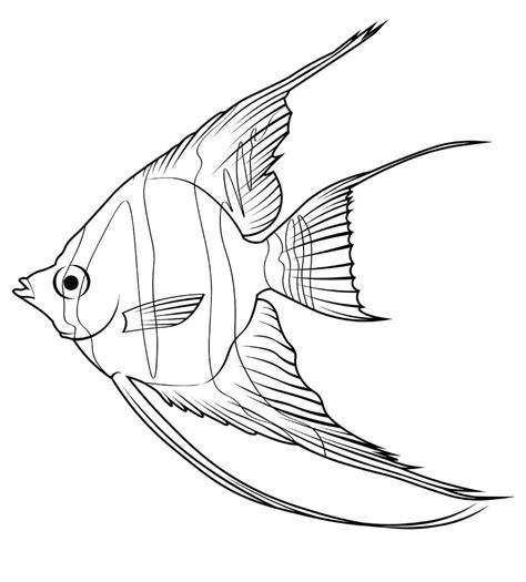 Angelfish Coloring Page