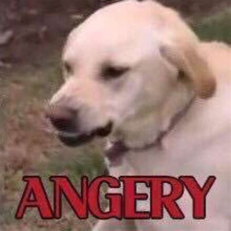 Angery Dog Meme