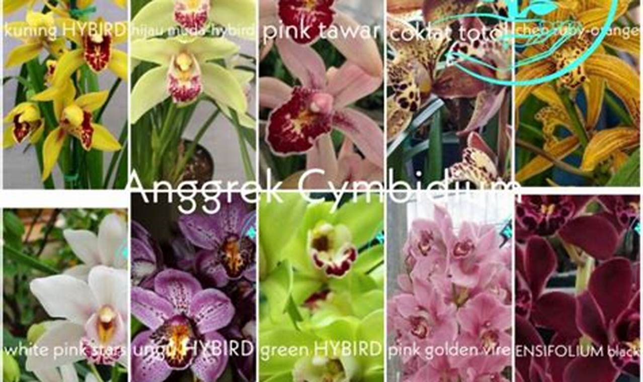 Pesona Anggrek Cymbidium, Tanaman Hias yang Menakjubkan!