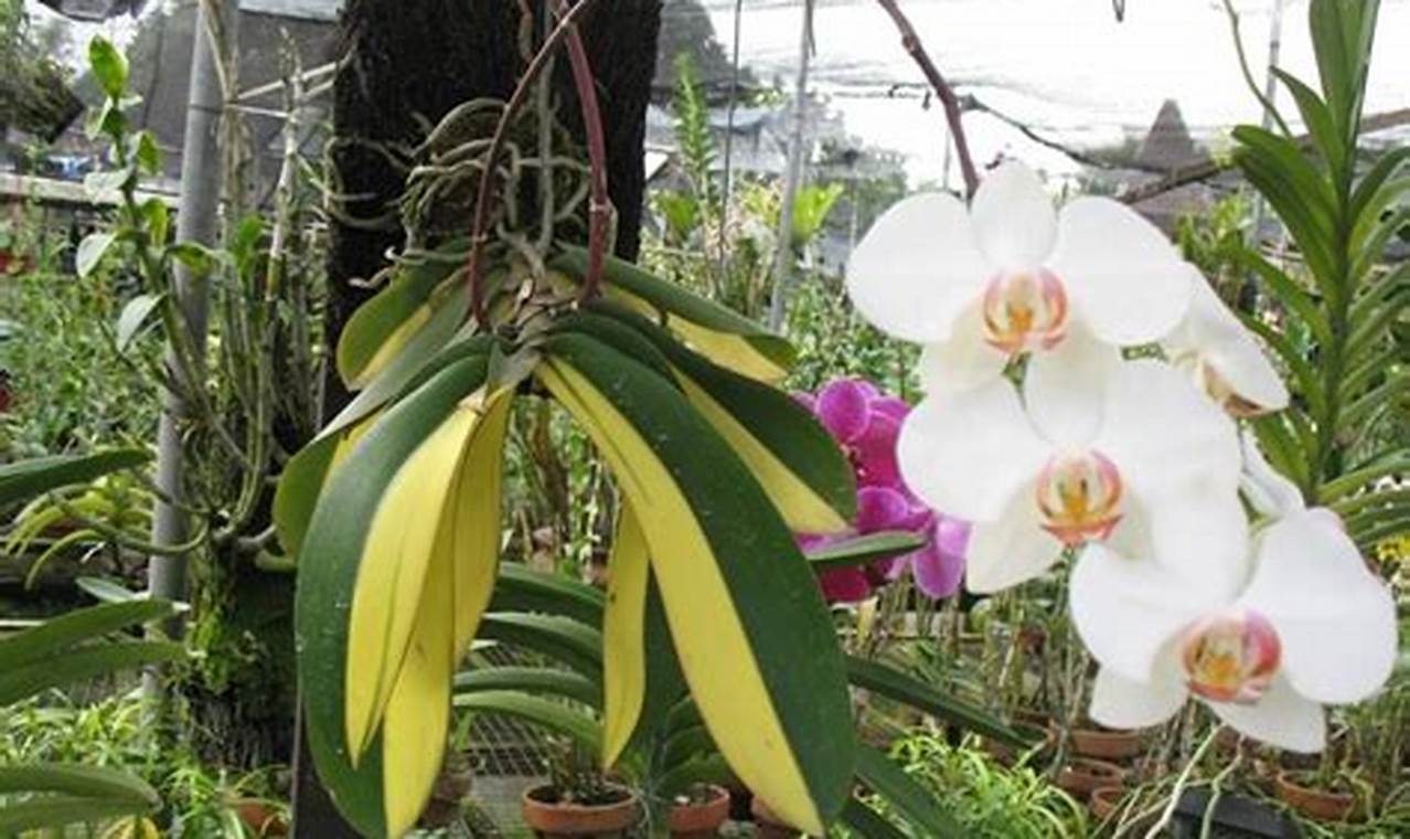 Rahasia Terungkap: Anggrek Phalaenopsis, Tanaman Hias Cantik nan Sehat