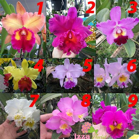 Anggrek Cattleya Bunga Besar