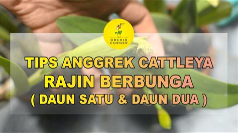 Anggrek Cattleya Daun Satu
