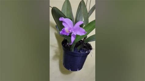 Anggrek Cattleya Mantini