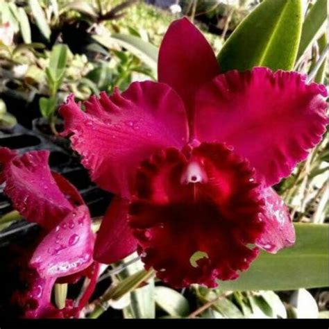 Anggrek Cattleya Merah