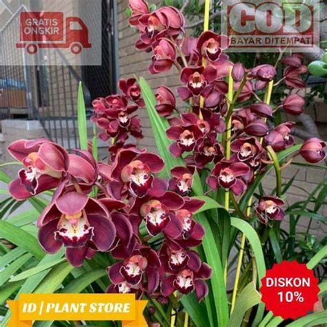 Anggrek Cymbidium Australia