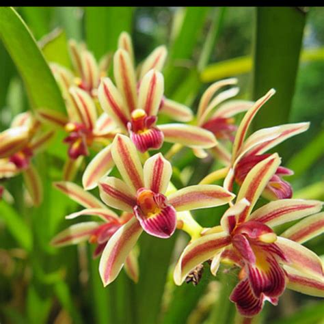 Anggrek Cymbidium Bicolor