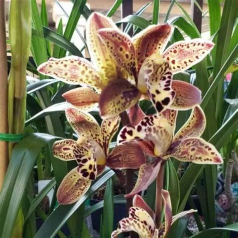 Anggrek Cymbidium Coklat