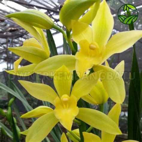 Anggrek Cymbidium Golden Boy