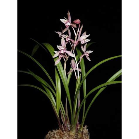 Anggrek Cymbidium Hutan