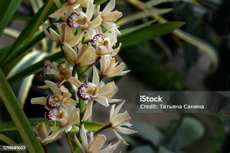 Anggrek Cymbidium Putih