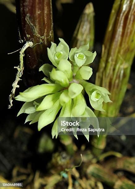 Anggrek Dendrobium Capituliflorum
