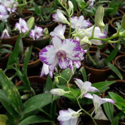 Anggrek Dendrobium Enobi